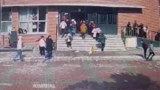 İstanbul'da okul bahçesine giren köpek 6 kişiyi ısırdı