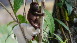 Kolombiya'da operasyonda ele geçirilen uluyan maymun yavrusu korumaya alındı