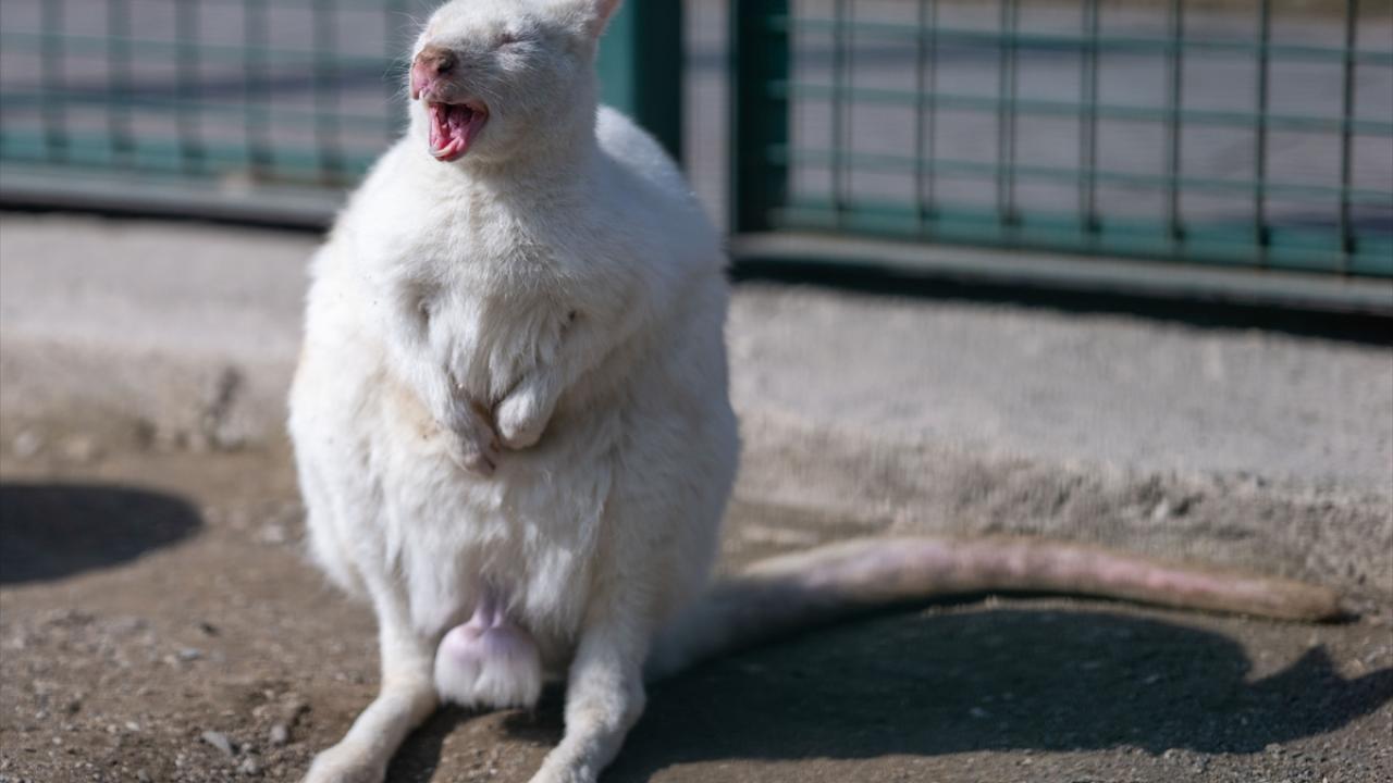 Albino kanguru
