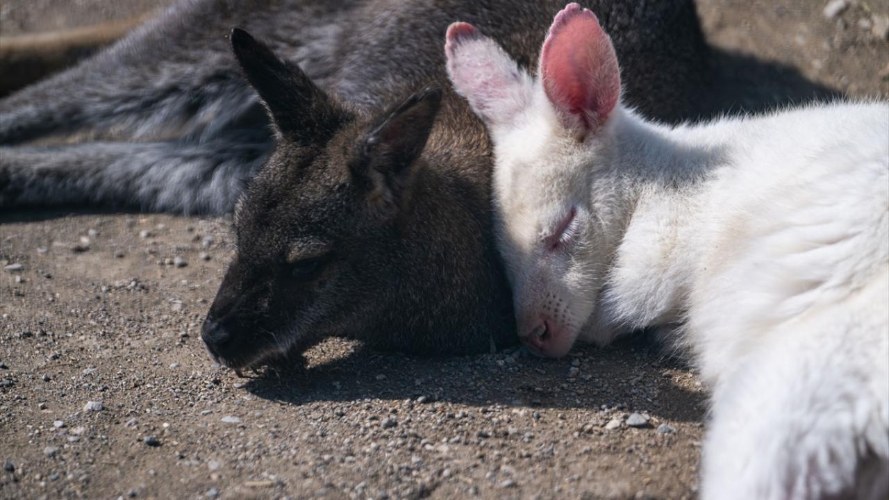 Çalı kangurusu ve albino kanguru