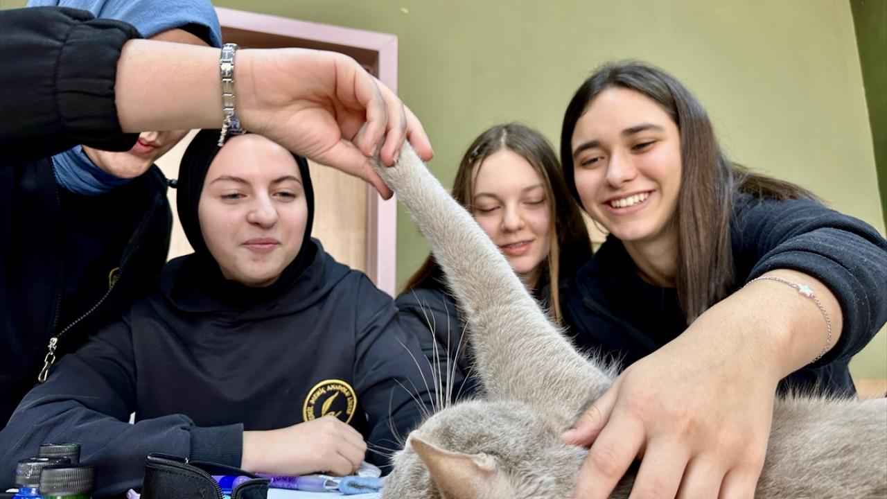 Resim atölyesinde bakıldığı için "Picasso" ismi seçildi