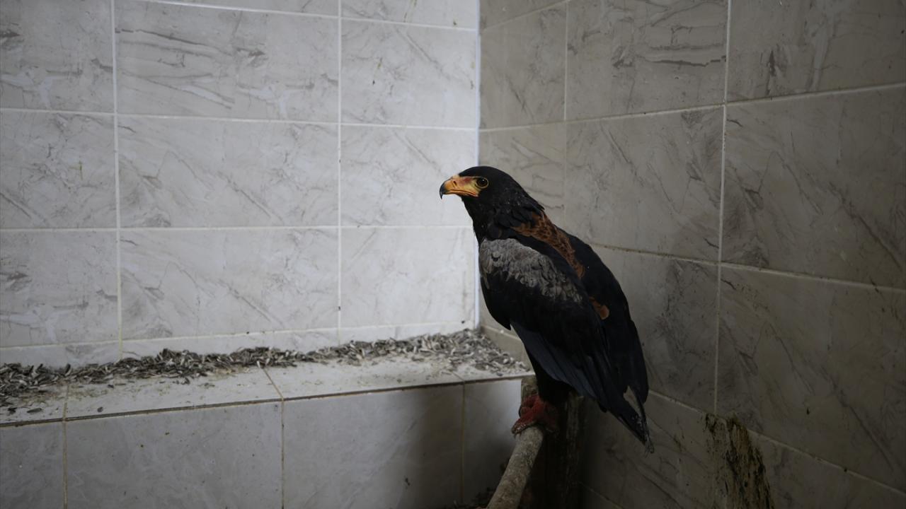 Doğada türe göre uygun yaşam alanı belirleniyor