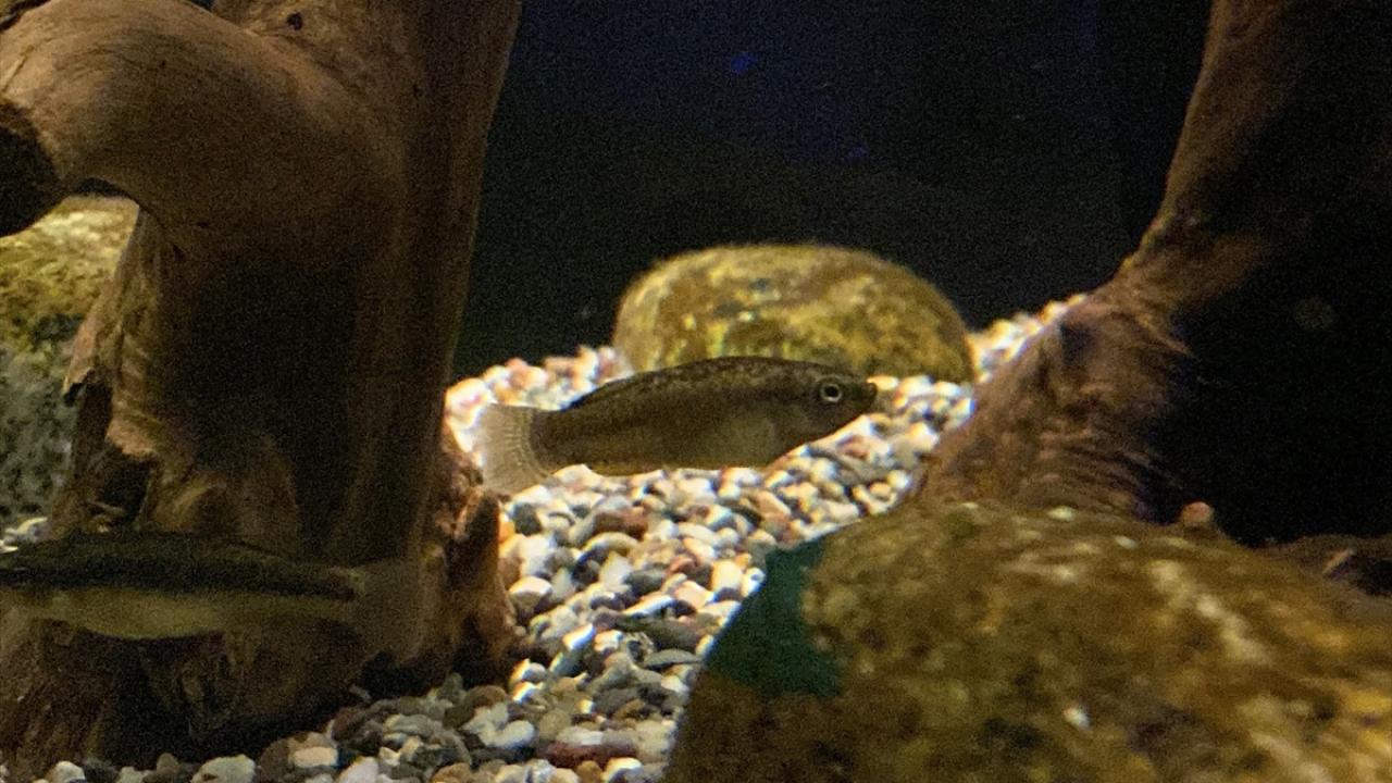 "Sakarya çizgili sazancığını tanıtıyoruz"