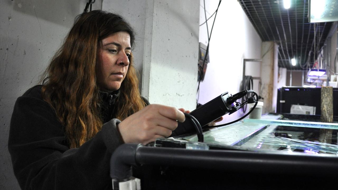 "Afrika kedi balığı, bölgedeki diğer balıkları tehdit ediyor"