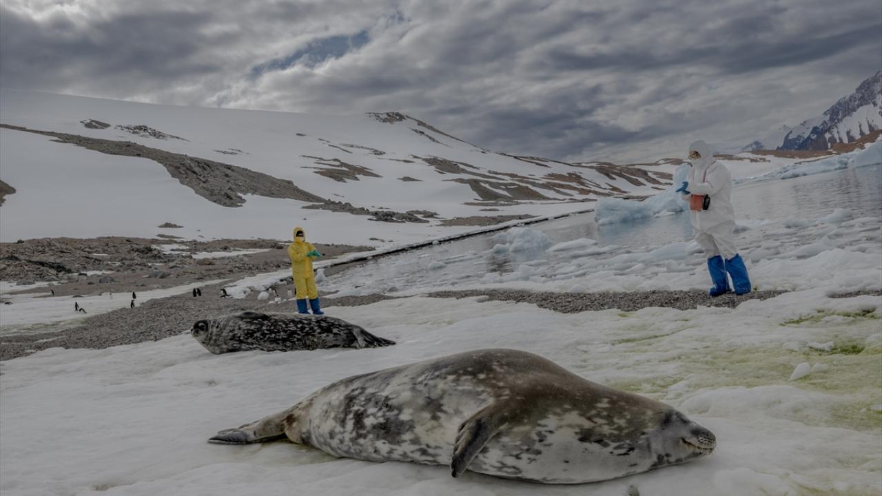 Araştırmacılar Antarktika`daki kuş gribi vakalarını yakından takip ediyor