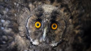 Yaralı yaban hayvanları doğal yaşamlarına özgü ortamlarda "hayata tutunuyor"