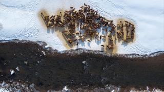 Bingöllü besiciler dondurucu soğukla mücadele ediyor