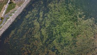 İzmir Körfezi'nde kıyıya yakın noktalarda yosun tabakası oluştu