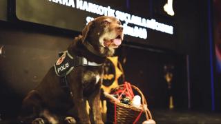 Narkotiğin hassas burnu "Toma" emekli oldu