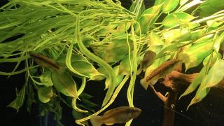 Eskişehir'in endemik balık türü "Sakarya çizgili sazancığı" koruma altına alındı