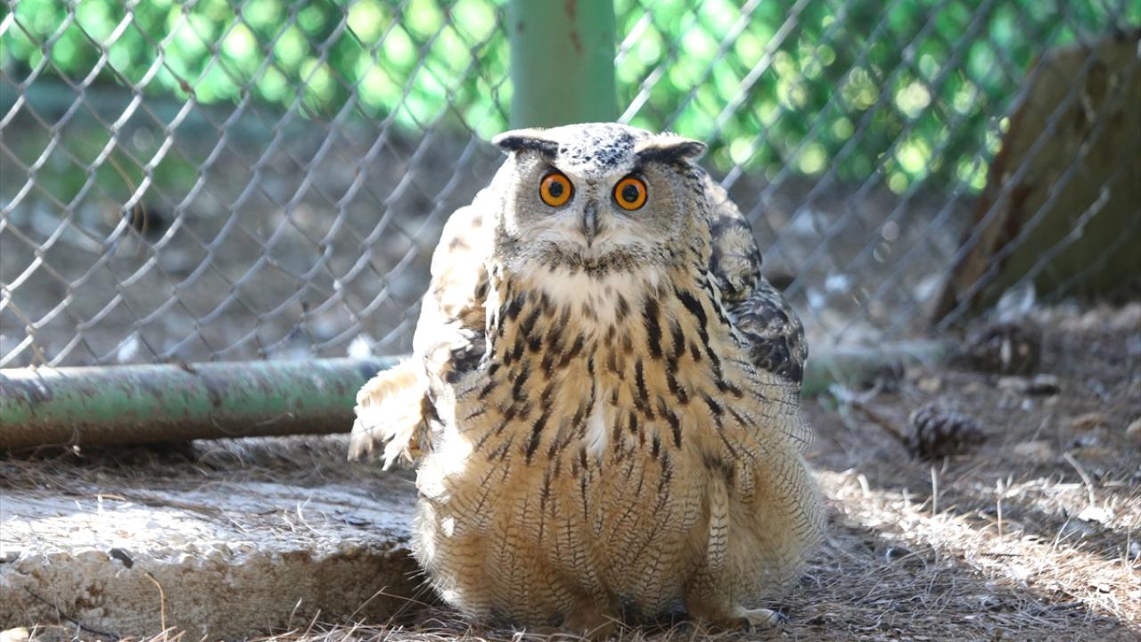 Şanlıurfa'daki merkezde 12 yılda 4 bin 500'e yakın yaban hayvanı tedavi edildi