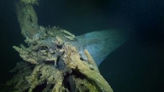 Marmara Depremi'nde Gölcük'te su altında kalan çınar ağaçları görüntülendi