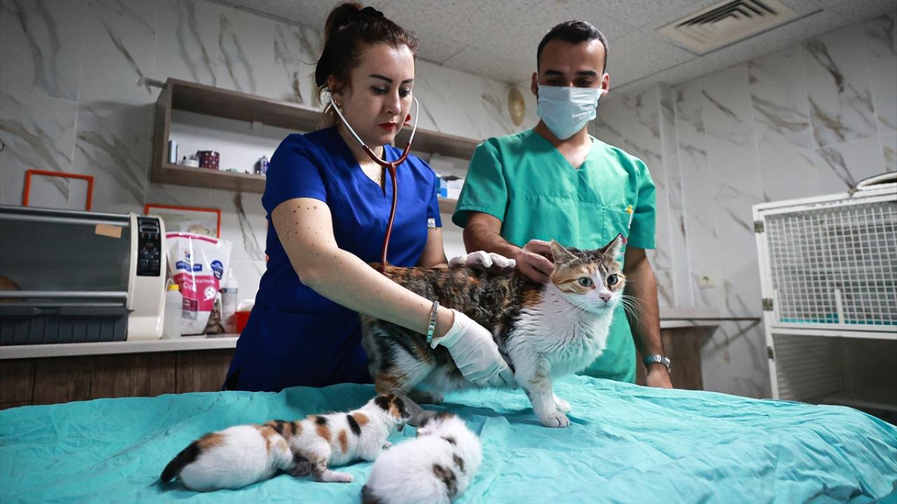 İlk etapta doğal yaşam alanları bozulmamaya çalışıldı