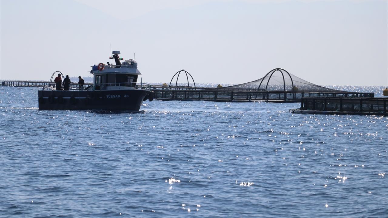 Normalden daha erken balık hasadı bekleniyor