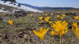 Baharın müjdecisi çiğdemler Büyük Yayla'yı sarıya boyadı