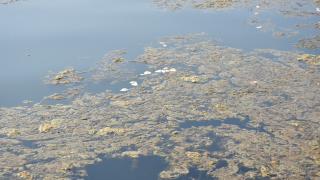 İzmir Körfezi'nde yosunlar yeşil örtü oluşturdu