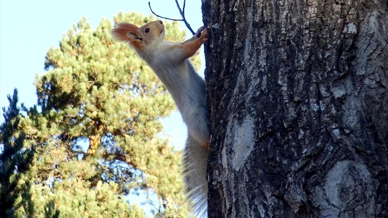 Kars'ta hava ısınınca yaban hayvanları görülmeye başlandı