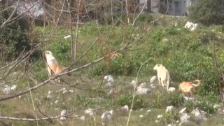 Başıboş köpekler bu kez de genç kadına saldırdı