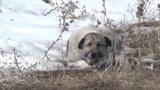 Başıboş köpekler 12 yaşındaki Eslem'i hayattan kopardı