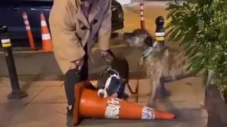 Ağızlıksız pitbull dubaya saldırdı