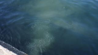 Üsküdar'da kanalizasyon suyu denize akıyor