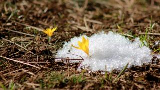 Yozgat'ta baharın müjdecisi çiğdemler çiçek açtı