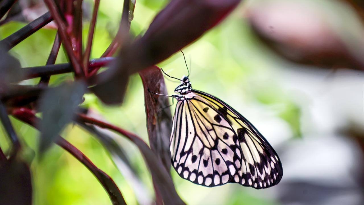 Ziyaretçiler, kelebeği detaylı inceleyip tanıma fırsatı buluyor