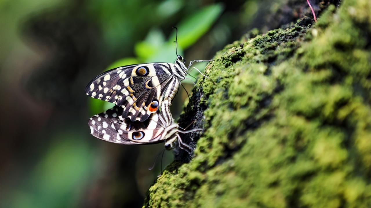 "Türkiye için de cazibe merkezi konumunda"
