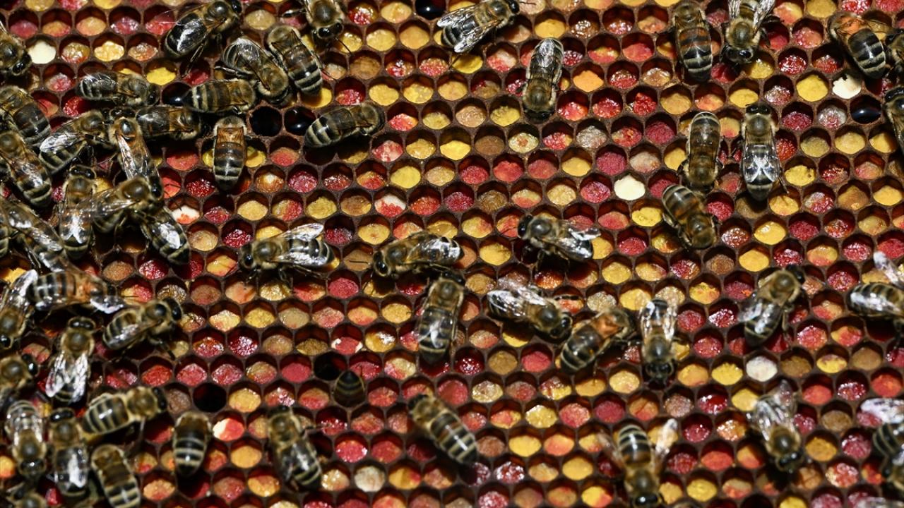 "Değişen iklim şartlarında sadece bal üretimi bizi zorluyor, arı ürünlerine yöneliyoruz"