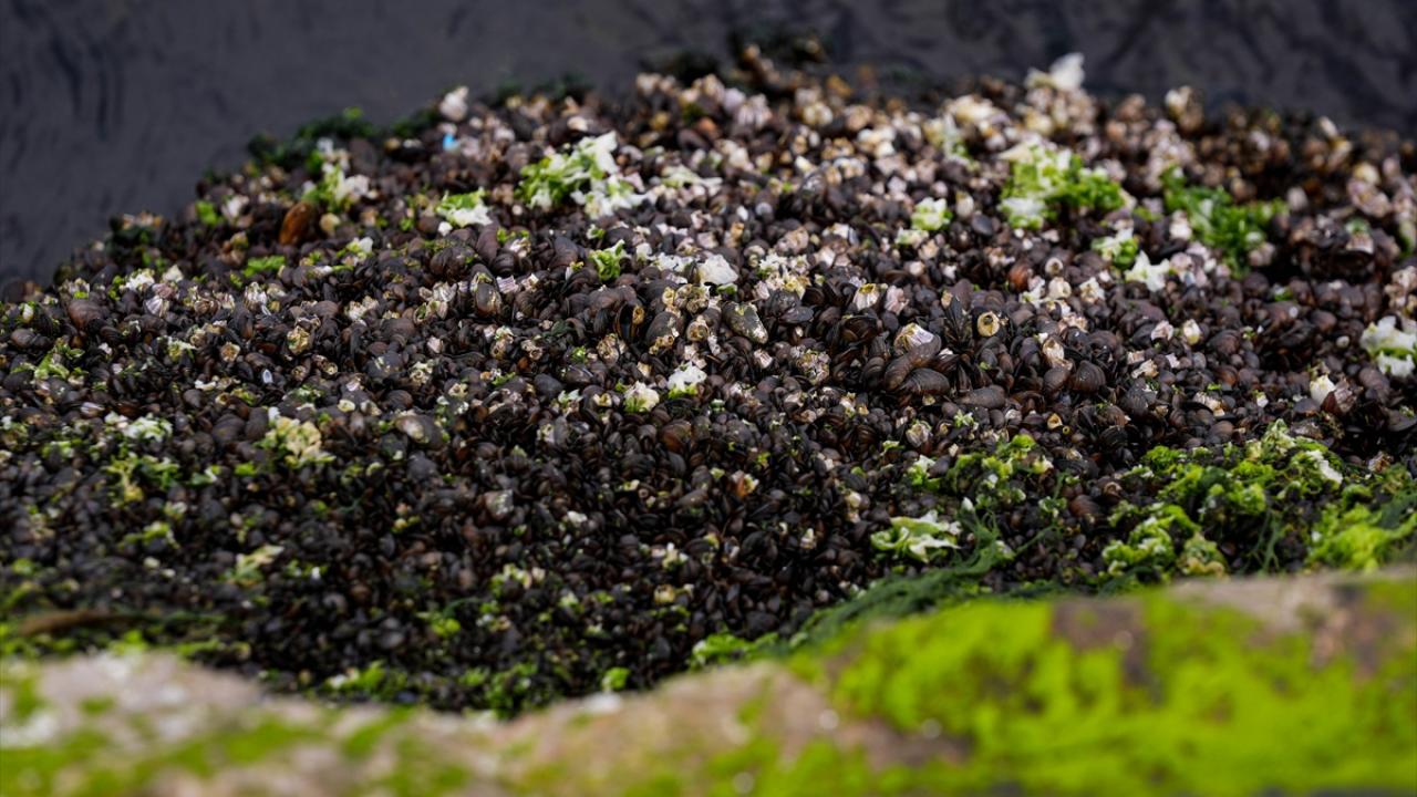 "Çalışma yürüttüğümüz alanda canlı sayısı da arttı"