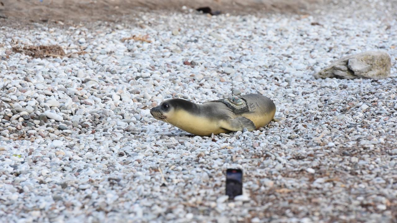 Mağara arayışı, sonraki sürecin sağlıklı gideceğinin işareti