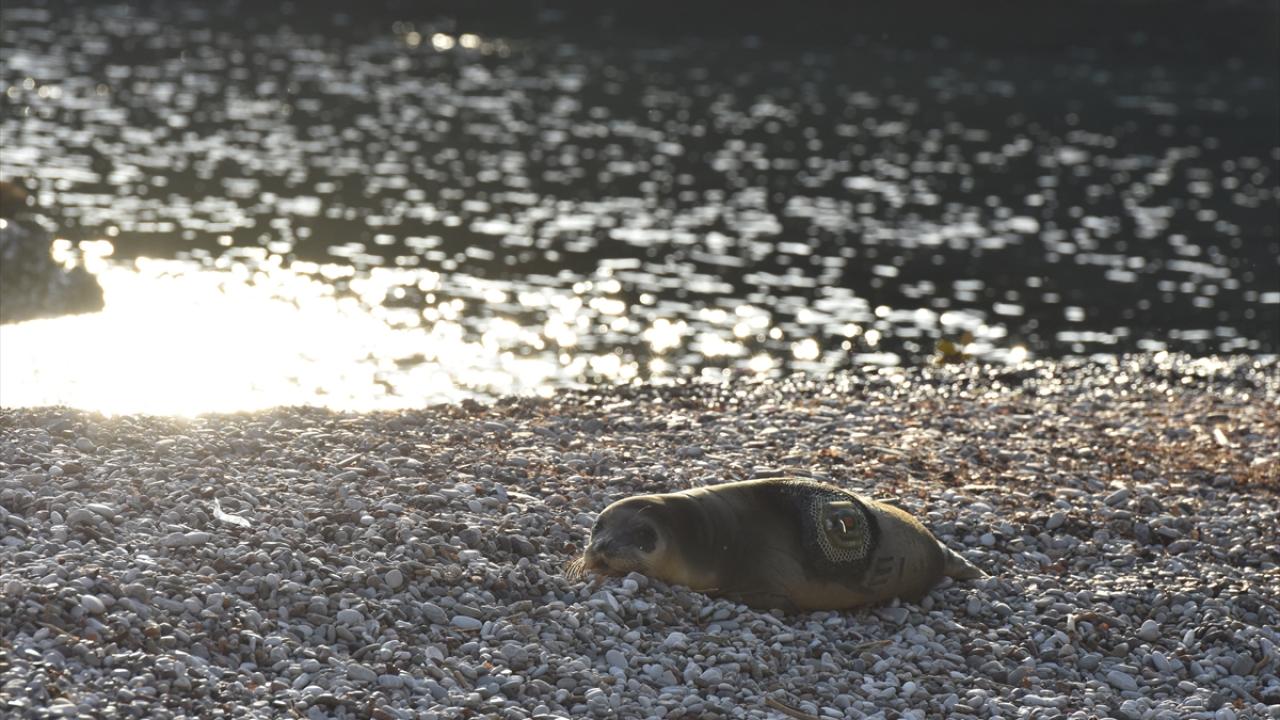 Bilet gelirlerinin aktarıldığı koruma fonundan karşılandı