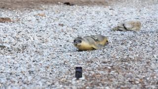 Eskişehir'de tedavi edilen Akdeniz foku yavrusu Antalya'da denize bırakıldı