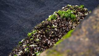 İzmir Körfezi'ndeki kirliliğin çözümü için midyelerle bilimsel çalışma yapıldı