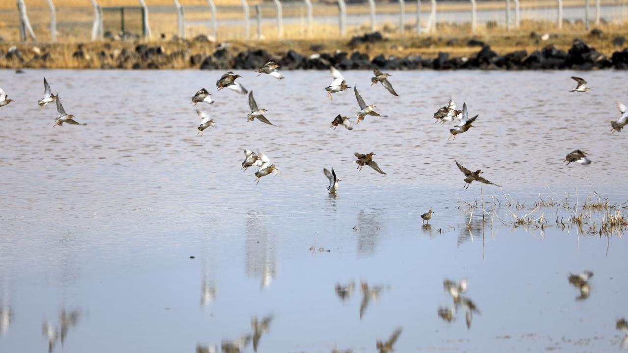 Bugünlerde bölgeye 45 türün geldiği gözlemlendi