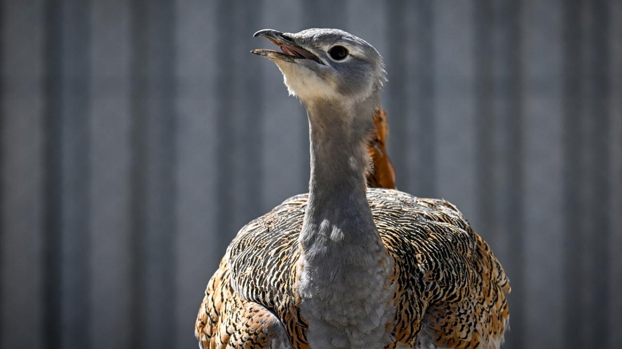 "Doğaya salınmaya hazır hale geldi"