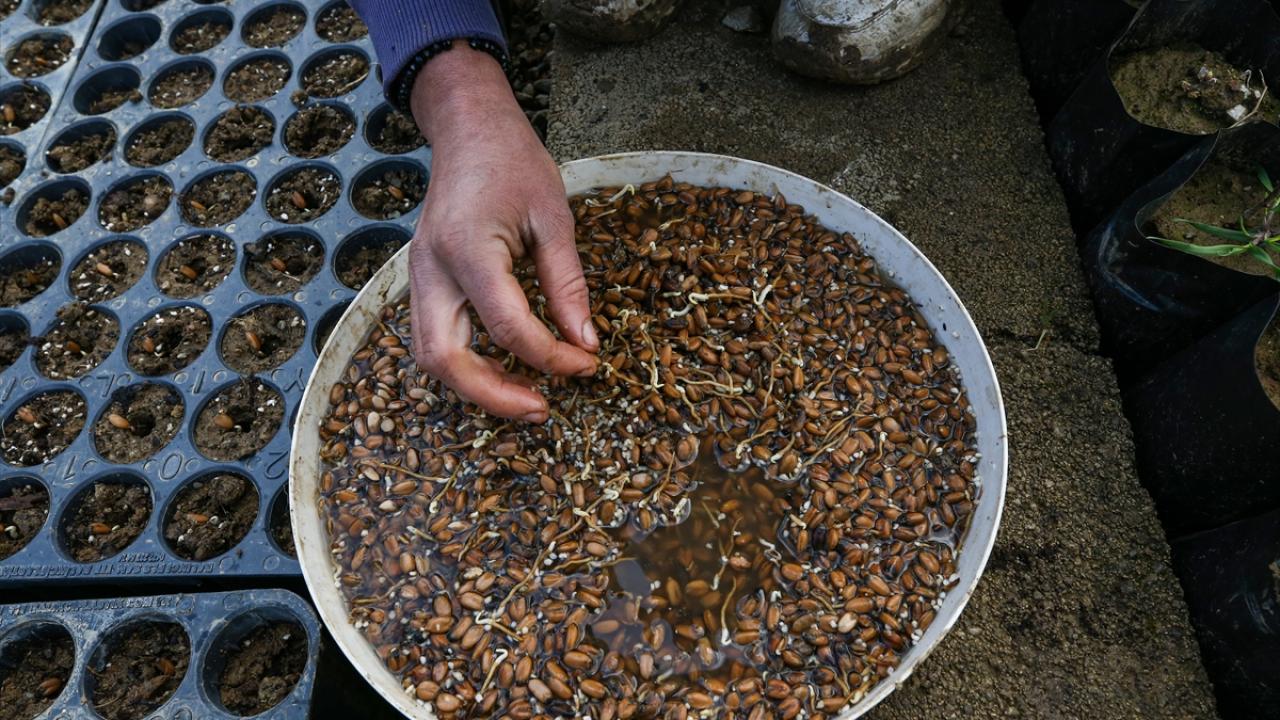 "Toplam 61 hektar alanda 2 milyon 200 bin adet fidan üretiyoruz"