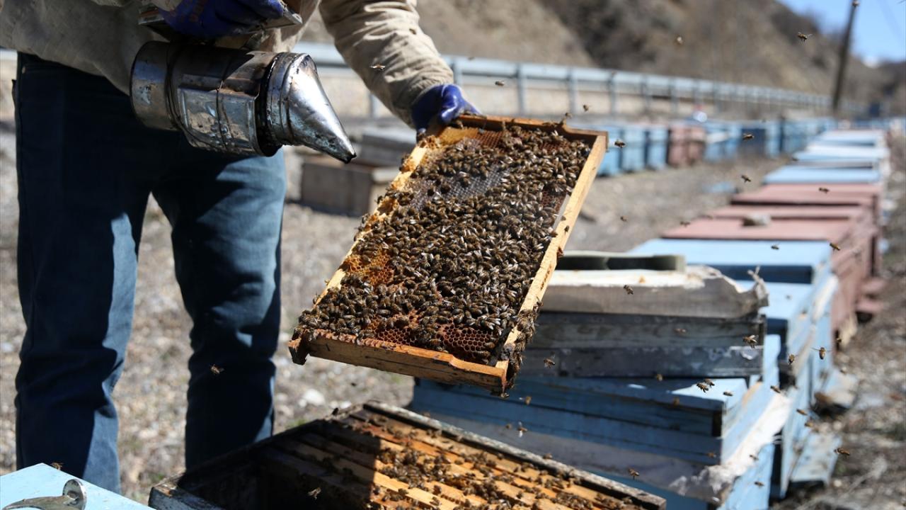 "Arıların da bebekler gibi bakıma ihtiyacı var"
