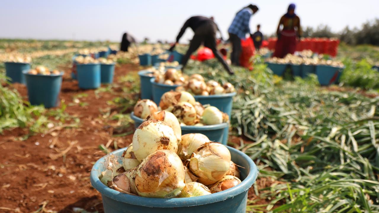 "Yurt dışından ülkemize soğan girmesin"