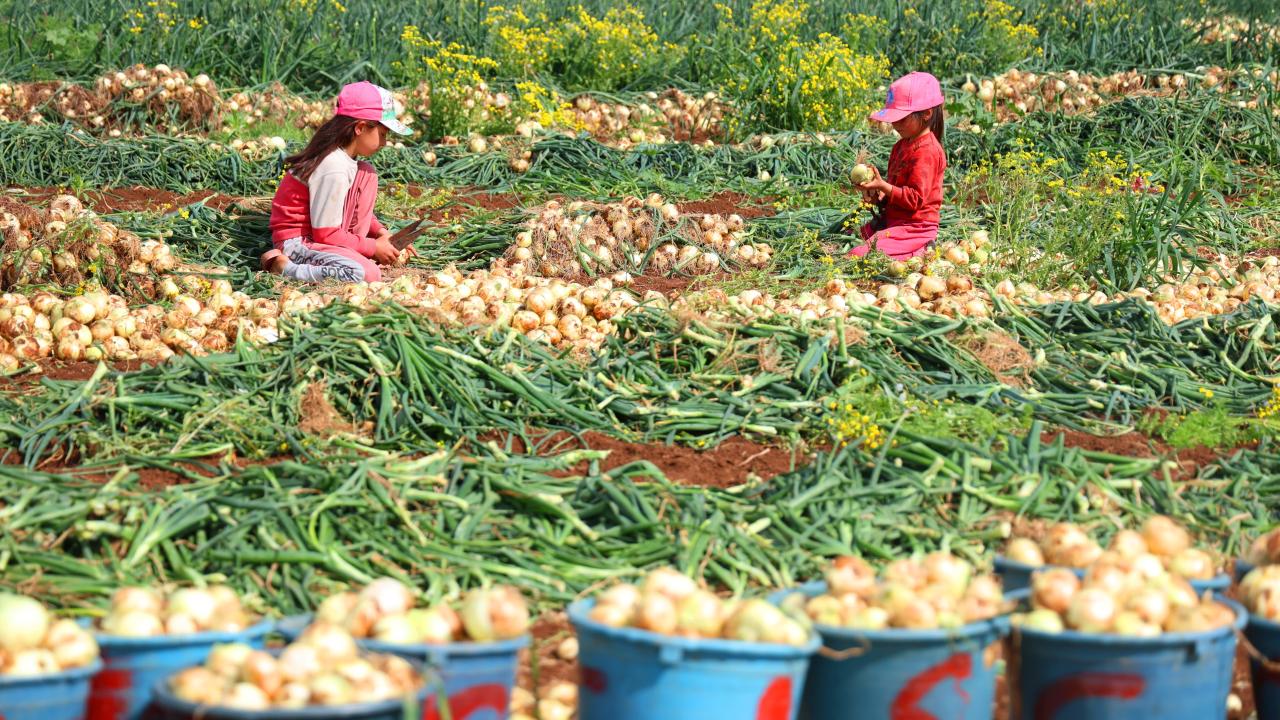 "Soğandan yüzümüzün gülmesini umuyoruz"