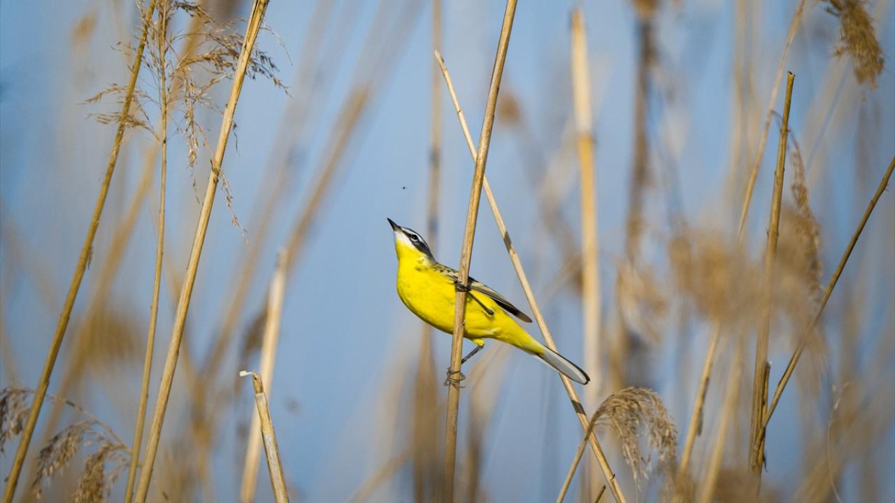 Sarı Kuyruksallayan 