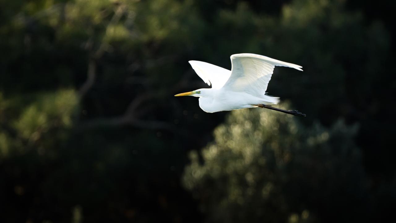 Büyük Ak Balıkçıl 