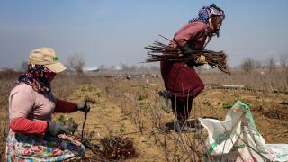 Bursa'da yılda 10 milyon anaç fidan üretiliyor