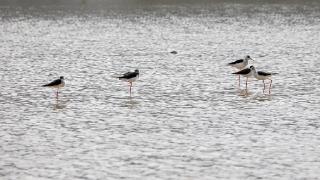 İlkbaharın gelişiyle Ağrı Dağı'nın etekleri göçmen kuşlarla şenlendi
