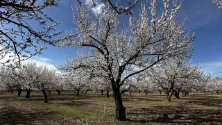 Iğdır'da kayısı bahçeleri ağaçların çiçek açmasıyla beyaza büründü