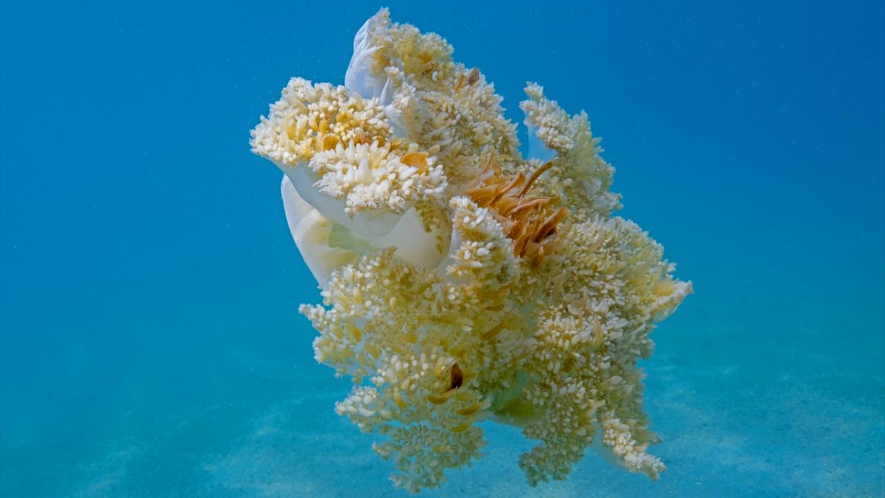 Ters düz denizanası 