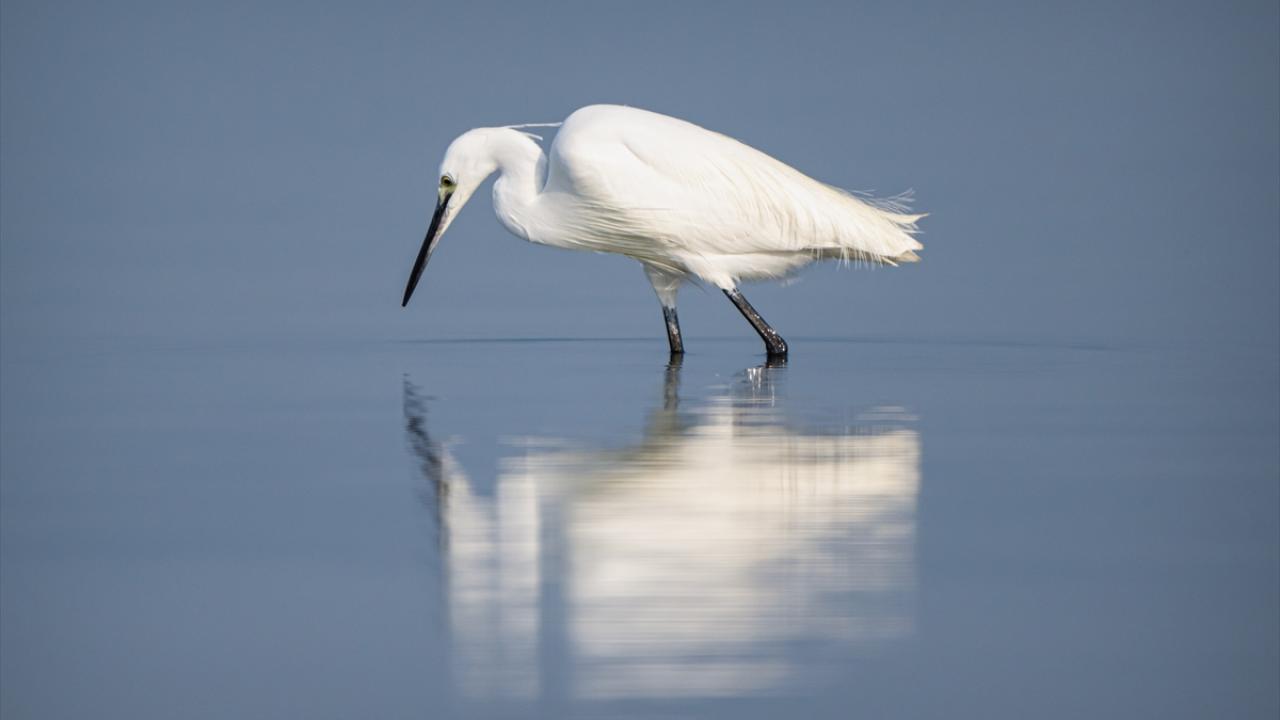 Küçük Ak Balıkçıl kuşu