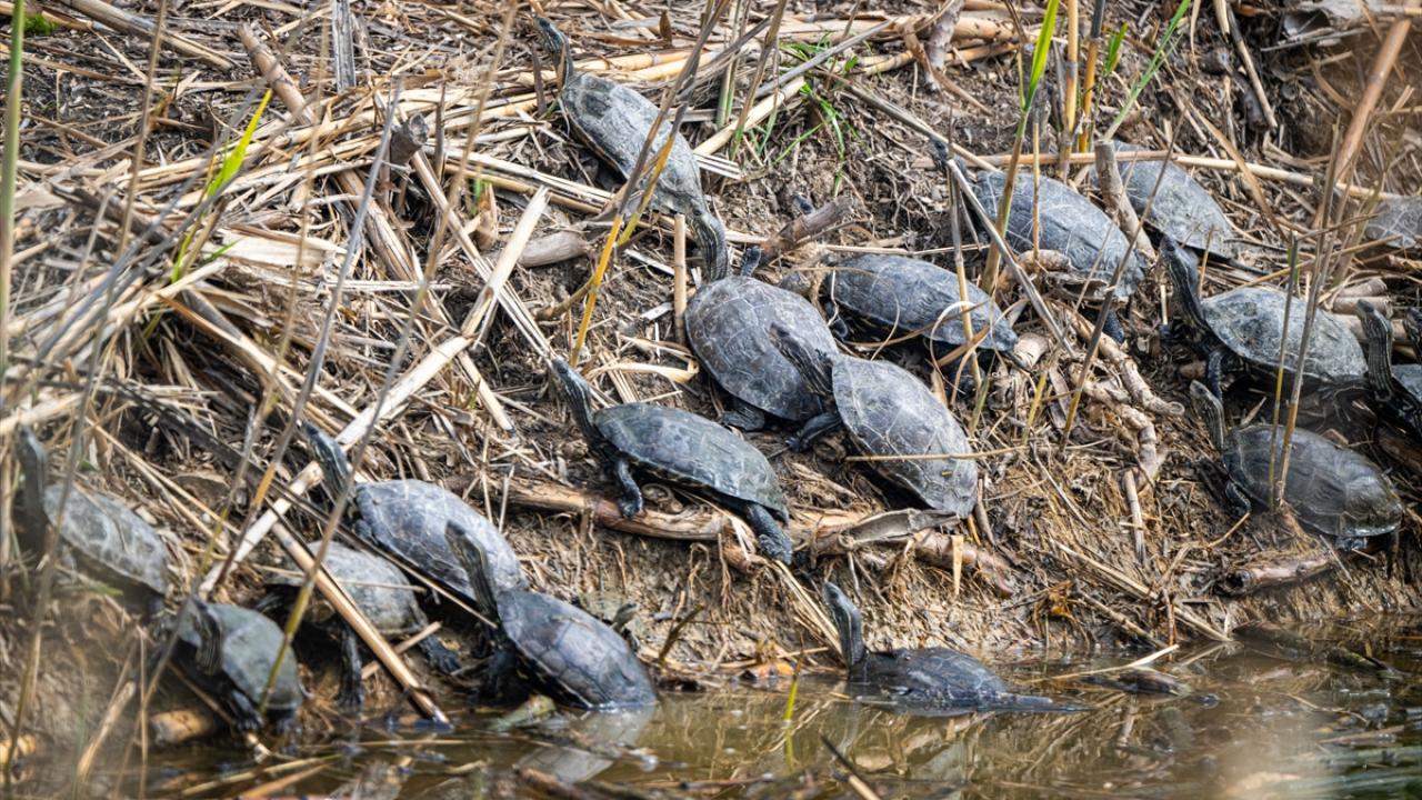 Çizgili Su kaplumbağası