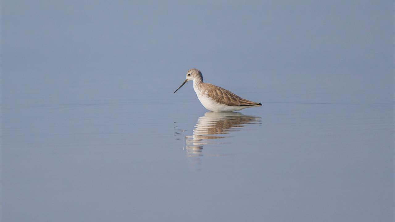 Bataklık Düdükçünü kuşu