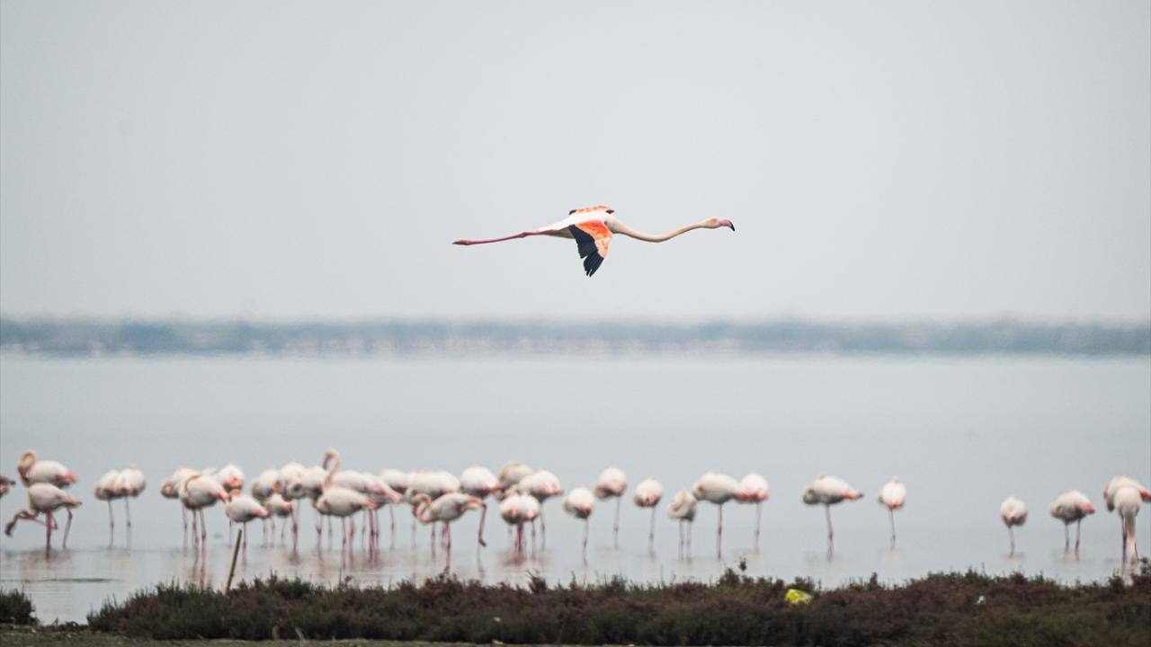 Flamingo kuşu